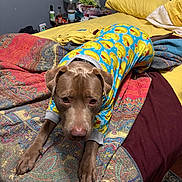 Louie is registered to the contest to win money with this photo: dog, pajamas, bed, blanket, yellow, blue, rubber_duck, pet, indoor, fur, animal, canine, comfort, sleepwear, resting, looking_up, bedroom, pattern, colorful, cozy