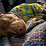 dog, sleeping, pajamas, quilt, bed, cozy, resting, indoor, cute, animal, pet, comfort, colorful, fabric, pattern, yellow, brown, closeup, relaxation, domestic