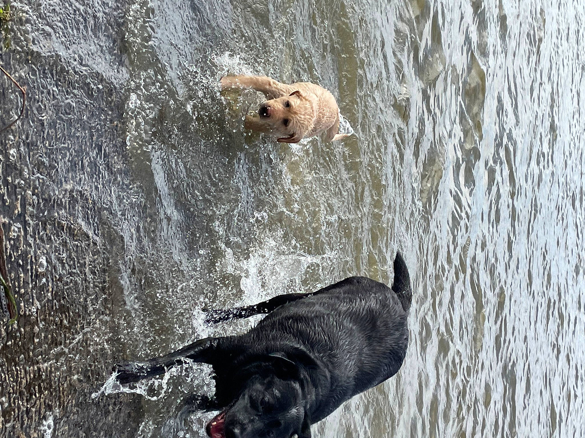 Bama is registered to the contest to win money with this photo: art, canidae, carnivore, dog, dog_breed, fawn, fur, grey, rock, shadow, snout, sporting_group, tail, terrestrial_animal, water, wildlife, wood, working_animal