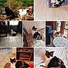cat, calico_cat, black_cat, indoor, outdoor, tile_floor, wood_floor, cat_house, blanket, bed, window, furniture, plant, sunlight, door, sitting, lying_down, resting, feline, pet