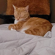 Hazel joined the competition — help win amazing prizes! cat, orange_tabby, sleeping, bed, blanket, pillow, indoor, cozy, furry, pet, animal, resting, cute, whiskers, fur, comfort, relaxation, domestic_cat, mammal, quiet
