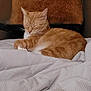 cat, orange_tabby, sleeping, bed, blanket, pillow, indoor, cozy, furry, pet, animal, resting, cute, whiskers, fur, comfort, relaxation, domestic_cat, mammal, quiet