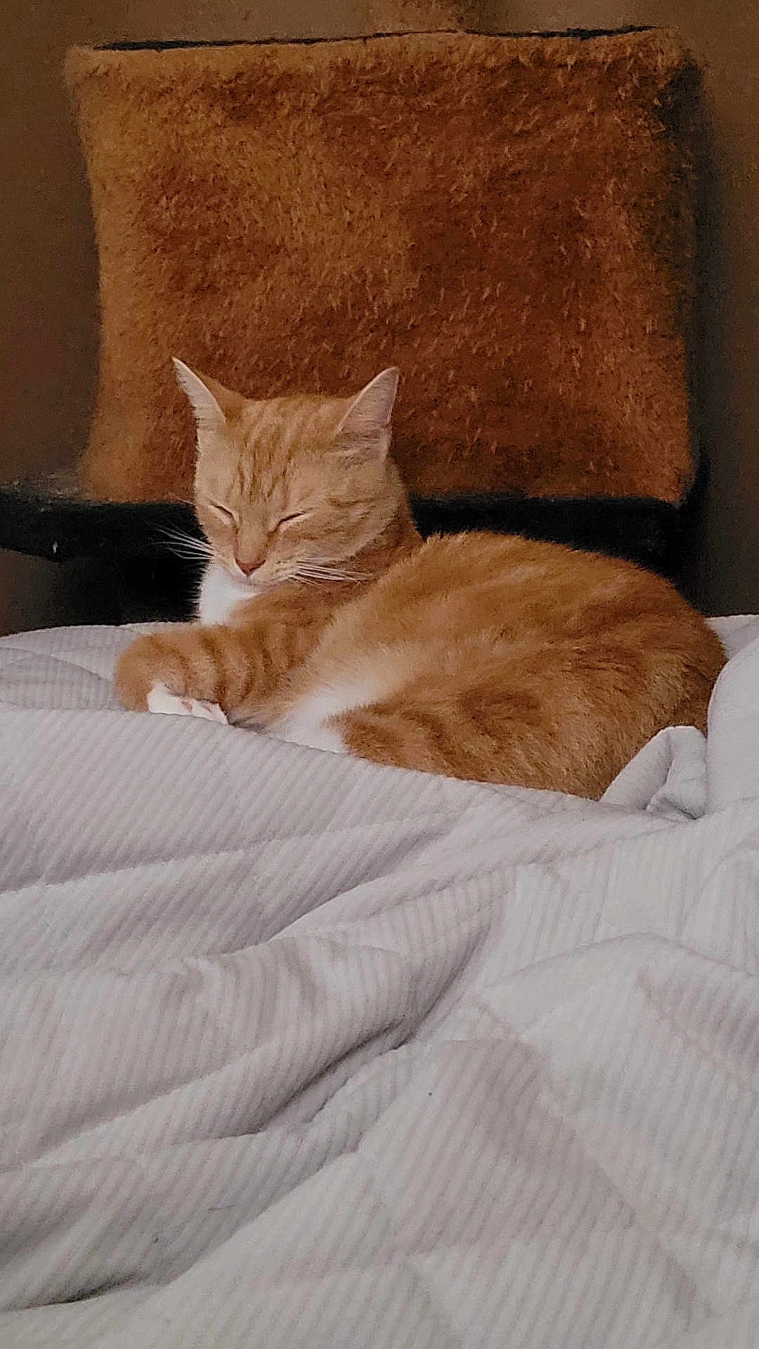 Hazel