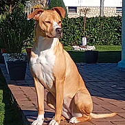 Daizy a rejoint le concours — aidez-le/la à gagner de superbes lots ! animal, brick_patio, canine, daylight, dog, garden, house, nature, outdoor, pet, plant, portrait, potted_plant, quiet, sitting, sunlight, tan, tree, white, window