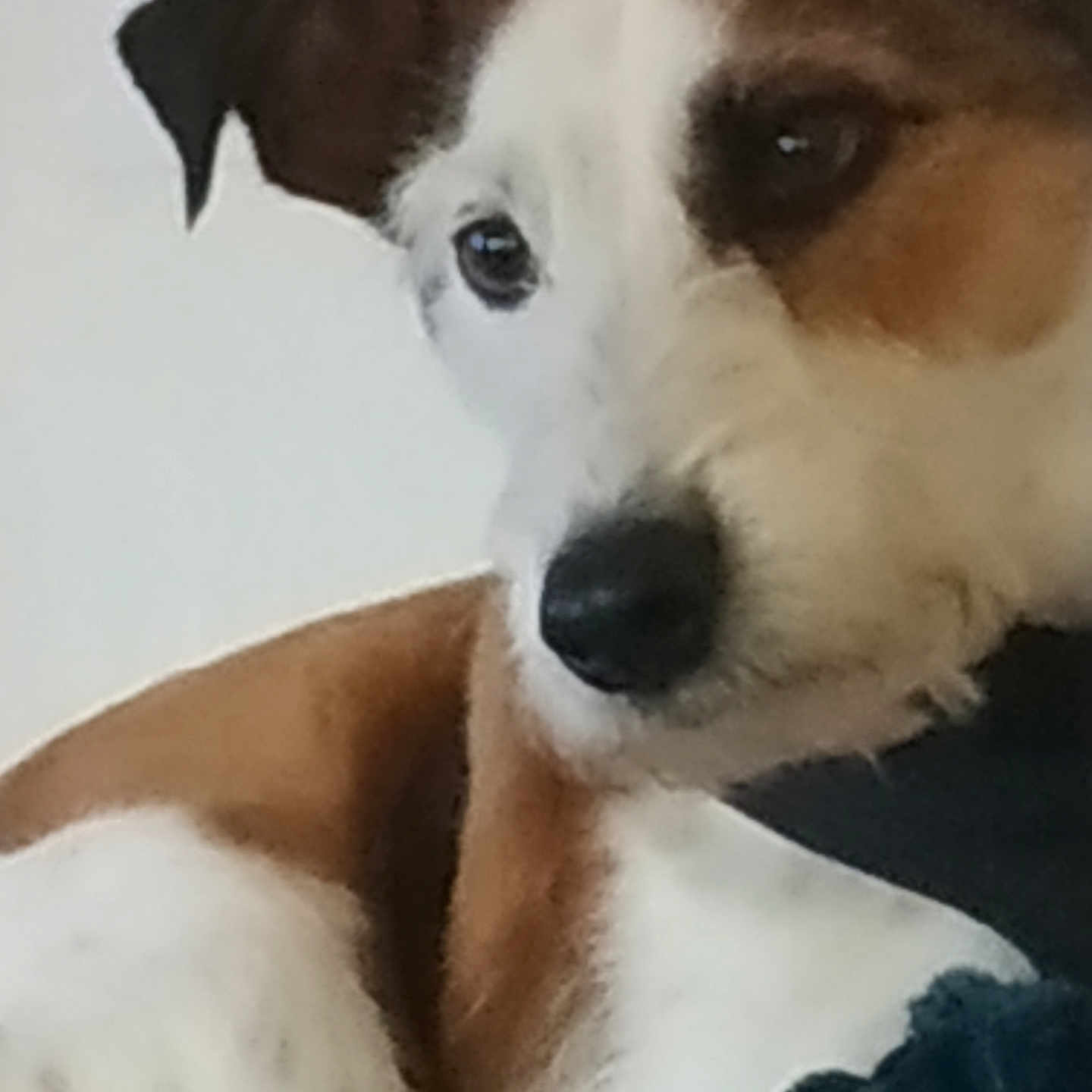 Ritz a rejoint le concours — aidez-le/la à gagner de superbes lots ! animal, brown, calm, canine, close_up, companion, cute, dog, domestic_animal, ear, face, friendly, fur, indoor, looking_away, mammal, nose, pet, portrait, white