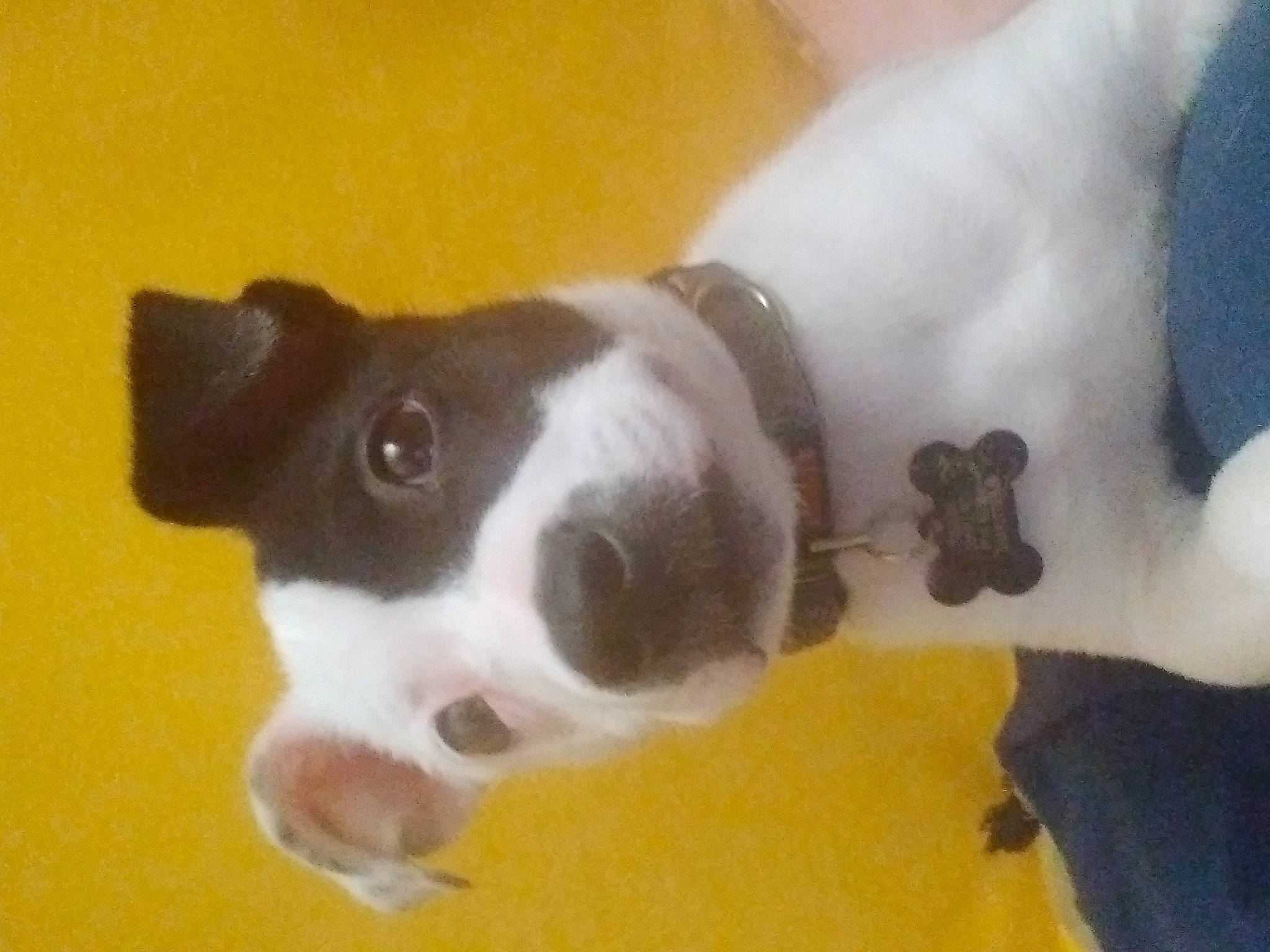 Hermes is registered to the contest to win money with this photo: canidae, carnivore, collar, companion_dog, dog, dog_breed, fawn, fur, non_sporting_group, paw, snout, sporting_group, tail, terrestrial_animal, terrier, whiskers, working_animal, working_dog