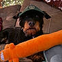 Alfie is registered to the contest to win money with this photo: dog, black_dog, tan_dog, cap, hat, plush_toy, orange_toy, couch, indoor, pet, animal, cozy, living_room, fur, cute, playful, relaxed, soft_toy, home, seated