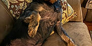 Alfie is registered to the contest to win money with this photo: dog, black_dog, tan_dog, pet, lounge, couch, pillow, living_room, fur, canine, relaxed, indoor, cozy, looking, curious, comfort, seat, home, animal, furniture