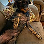 dog, black_dog, tan_dog, pet, lounge, couch, pillow, living_room, fur, canine, relaxed, indoor, cozy, looking, curious, comfort, seat, home, animal, furniture