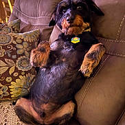 Alfie is registered to the contest to win money with this photo: dog, couch, pillow, knitted_blanket, indoor, pet, relaxed, fur, sitting, paw, brown, black, cute, animal, home, cozy, furniture, companion, portrait, domestic
