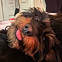 Alfie is registered to the contest to win money with this photo: dog, tongue_out, close_up, indoor, scruffy, pet, cute, fur, face, eyes, nose, playful, expression, cozy, home, door, clothing, black_fur, brown_fur, animal