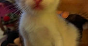Twix joined the competition — help win amazing prizes! animal, black, blur, cat, closeup, cute, ears, feline, fur, hand, indoor, kitten, nose, orange, pet, small, soft, whiskers, white, young