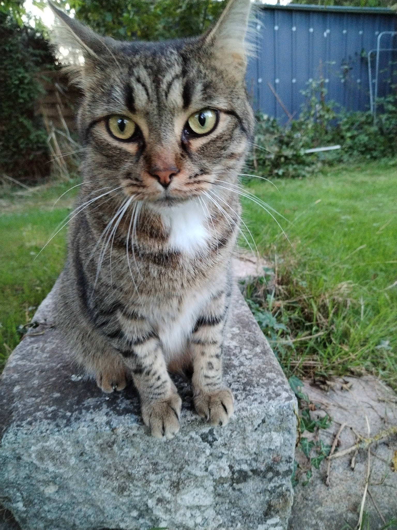 Pepper a rejoint le concours — aidez-le/la à gagner de superbes lots ! carnivore, cat, claw, domestic_short_haired_cat, felidae, fence, fur, grass, groundcover, home_fencing, plant, small_to_medium_sized_cats, snout, tail, terrestrial_animal, tree, whiskers, wildlife