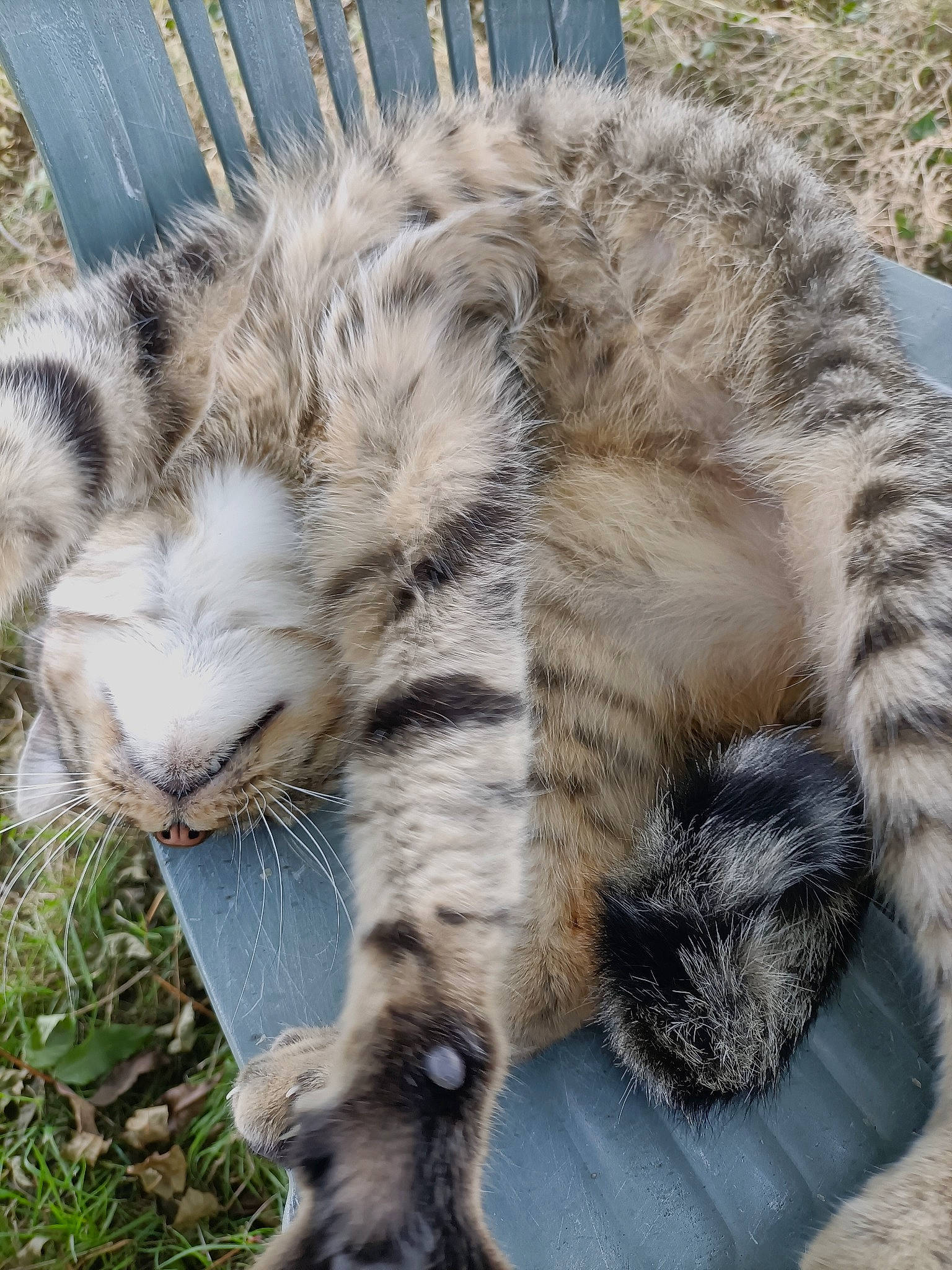 Pepper a rejoint le concours — aidez-le/la à gagner de superbes lots ! carnivore, cat, claw, domestic_short_haired_cat, eye, fawn, felidae, fur, grass, nap, paw, plant, small_to_medium_sized_cats, snout, tail, terrestrial_animal, tree, whiskers, wildlife