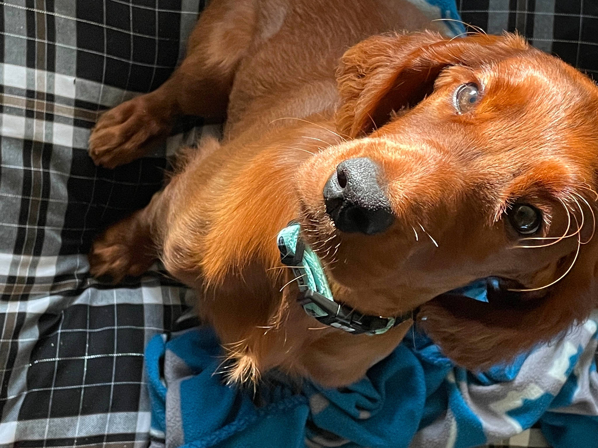 Penny is registered to the contest to win money with this photo: canidae, carnivore, collar, companion_dog, dog, dog_breed, dog_collar, ear, fawn, fur, gun_dog, head, liver, pattern, plaid, snout, sporting_group, tartan, whiskers, working_animal