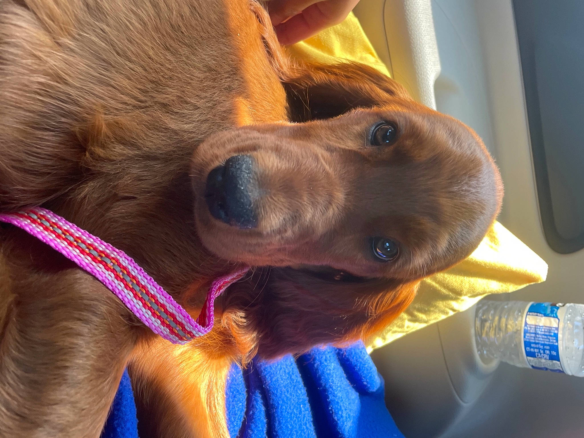 Penny joined the competition — help win amazing prizes! bottle, carnivore, collar, companion_dog, dog, dog_breed, dog_collar, drinking_water, ear, electric_blue, fawn, leash, liver, personal_protective_equipment, pet_supply, snout, sporting_group, whiskers, working_animal, wrinkle