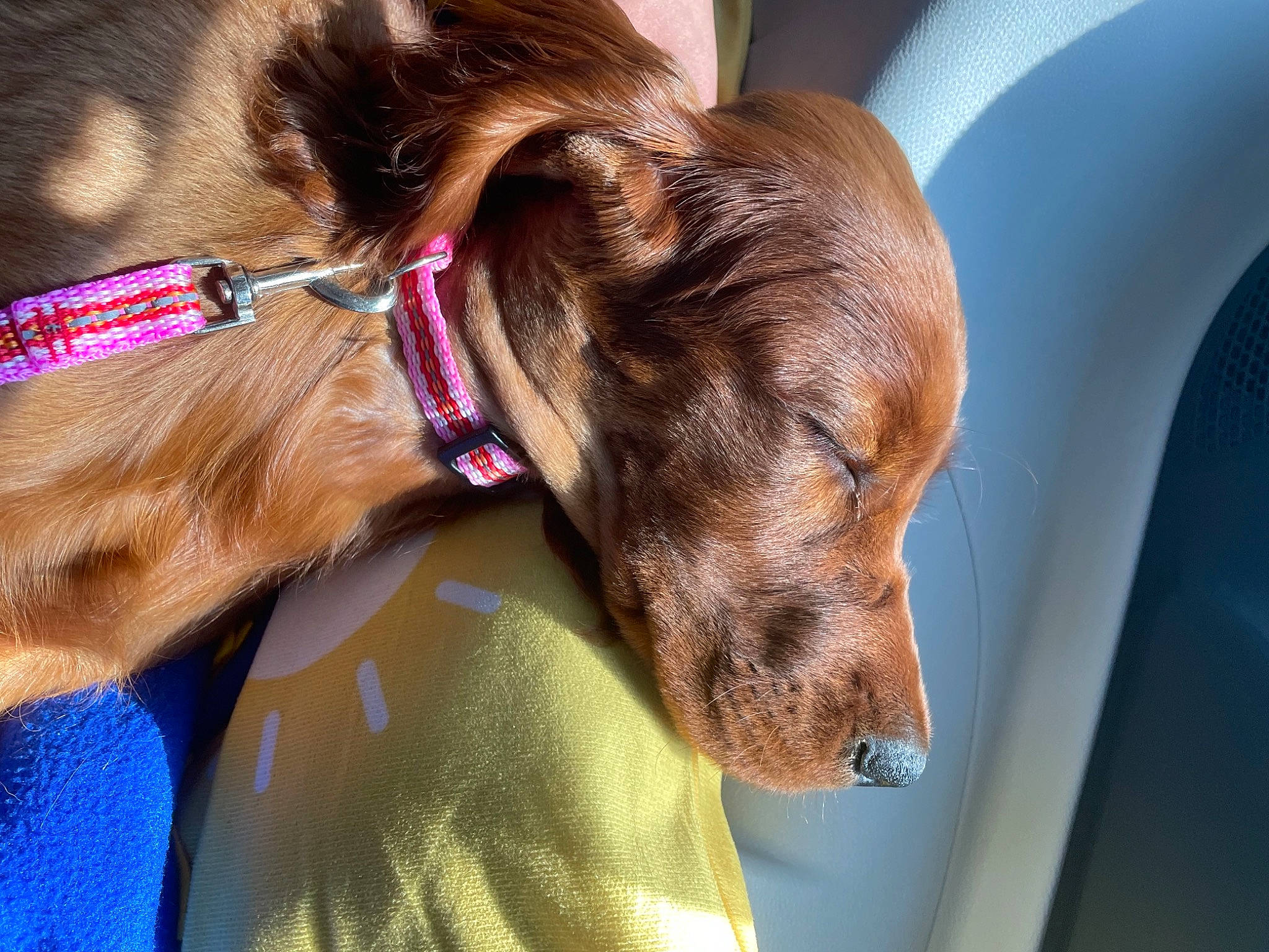 Penny joined the competition — help win amazing prizes! canidae, car_seat, carnivore, collar, comfort, companion_dog, dog, dog_breed, dog_collar, dog_supply, ear, fashion_accessory, fawn, guard_dog, leash, liver, pet_supply, snout, sporting_group, working_animal
