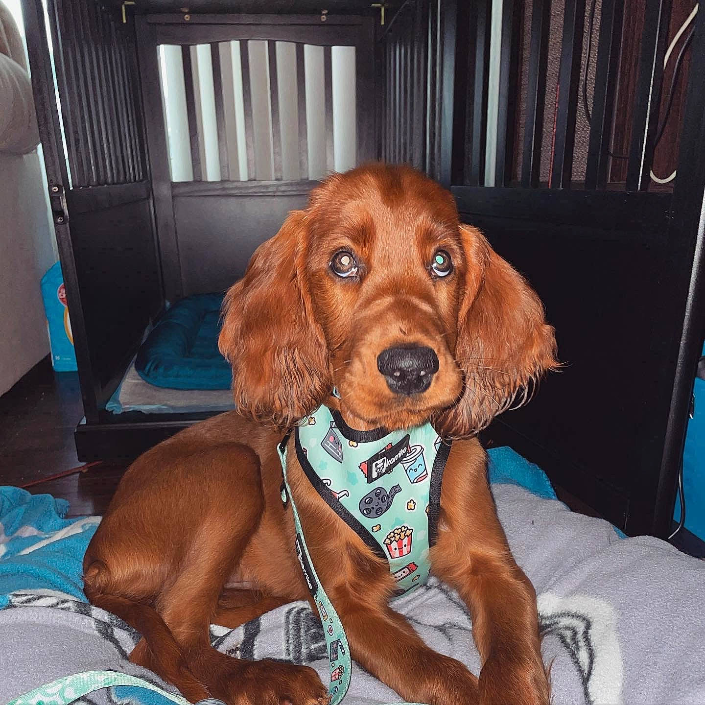 Penny is registered to the contest to win money with this photo: brown, brown_hair, canidae, carnivore, collar, companion_dog, dog, dog_breed, dog_collar, dog_supply, fawn, fur, hound, liver, pet_supply, snout, sporting_group, toy, varnish, working_animal
