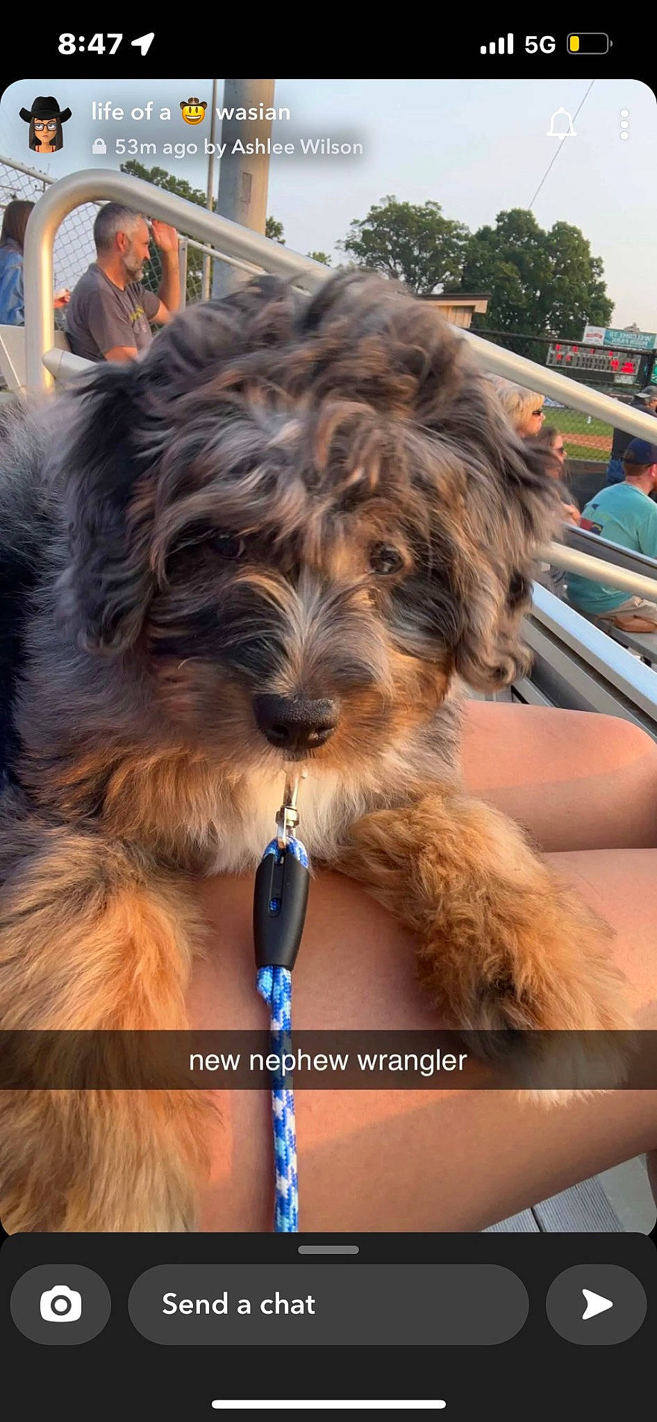 Wrangler is registered to the contest to win money with this photo: canidae, carnivore, collar, companion_dog, dog, dog_breed, dog_collar, electric_blue, fashion_accessory, fur, sky, small_terrier, sporting_group, terrier, toy_dog, water_dog, working_animal, working_dog, yorkipoo