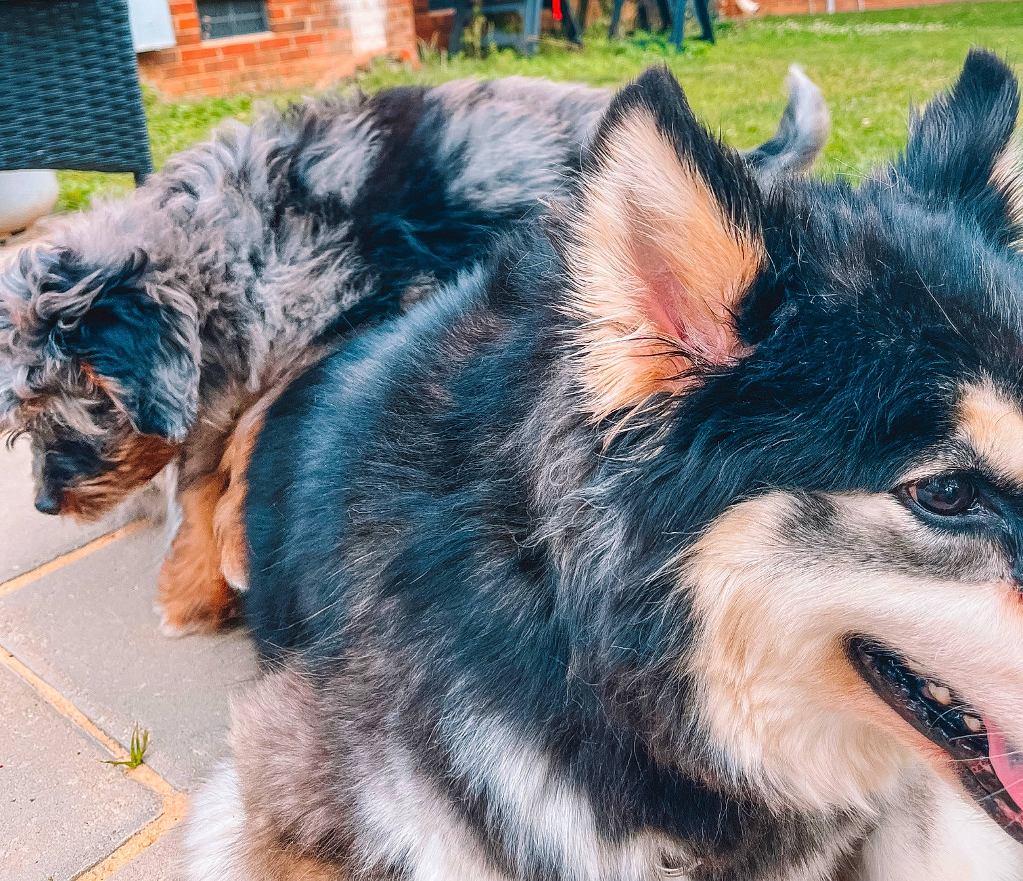 Wrangler joined the competition — help win amazing prizes! canidae, carnivore, collar, companion_dog, dog, dog_breed, ear, eye, felidae, fur, herding_dog, iris, paw, small_to_medium_sized_cats, snout, sporting_group, tail, terrestrial_animal, whiskers, working_animal