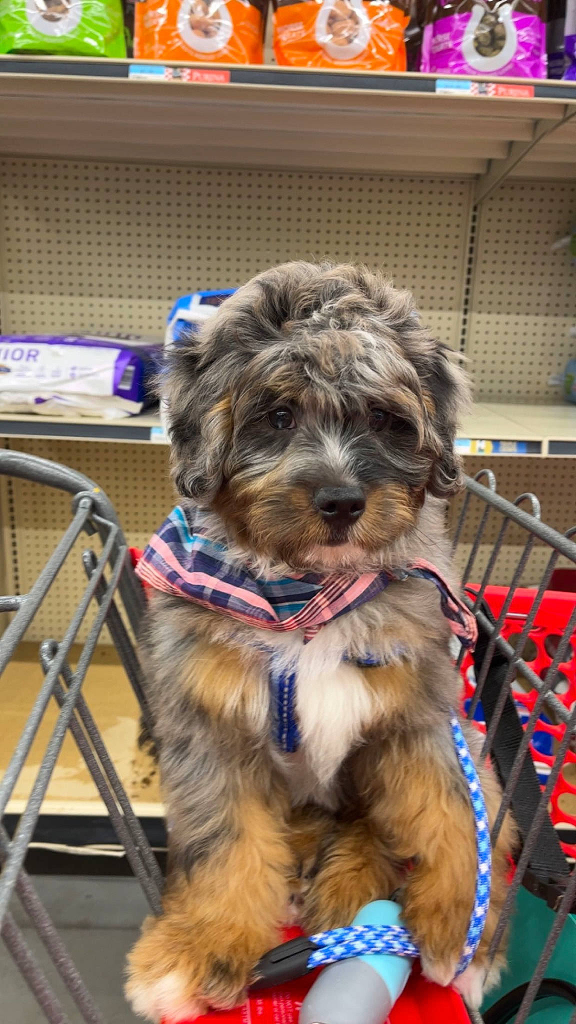 Wrangler is registered to the contest to win money with this photo: canidae, carnivore, collar, companion_dog, dog, dog_breed, dog_collar, dog_supply, fashion_accessory, fur, leash, pet_supply, schnauzer, small_terrier, snout, sporting_group, terrier, toy_dog, working_animal, working_terrier