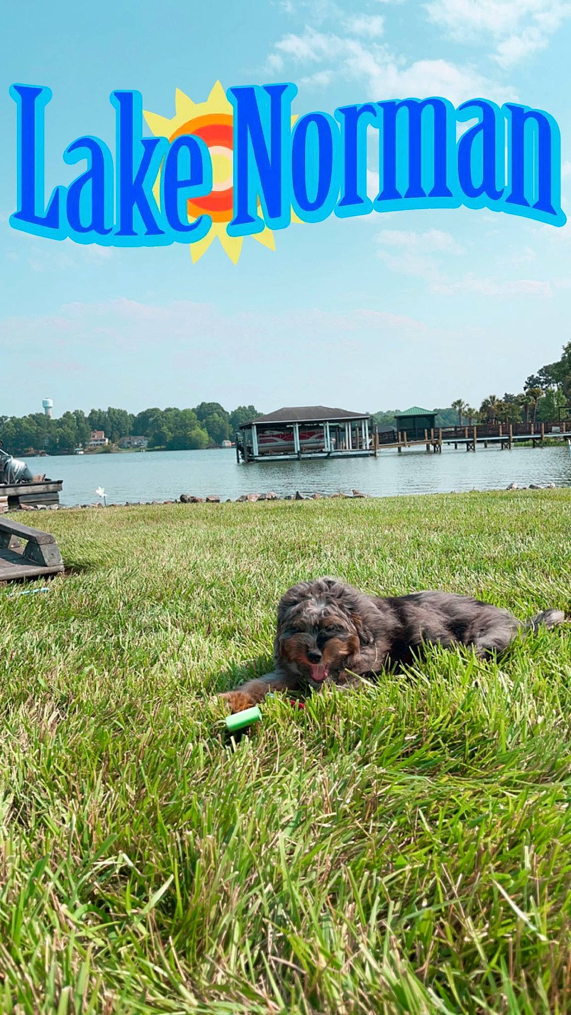 Wrangler joined the competition — help win amazing prizes! carnivore, cloud, companion_dog, dog, dog_breed, font, grass, grassland, groundcover, landscape, lawn, leisure, natural_landscape, pasture, plant, sky, tree, water, water_dog, working_animal