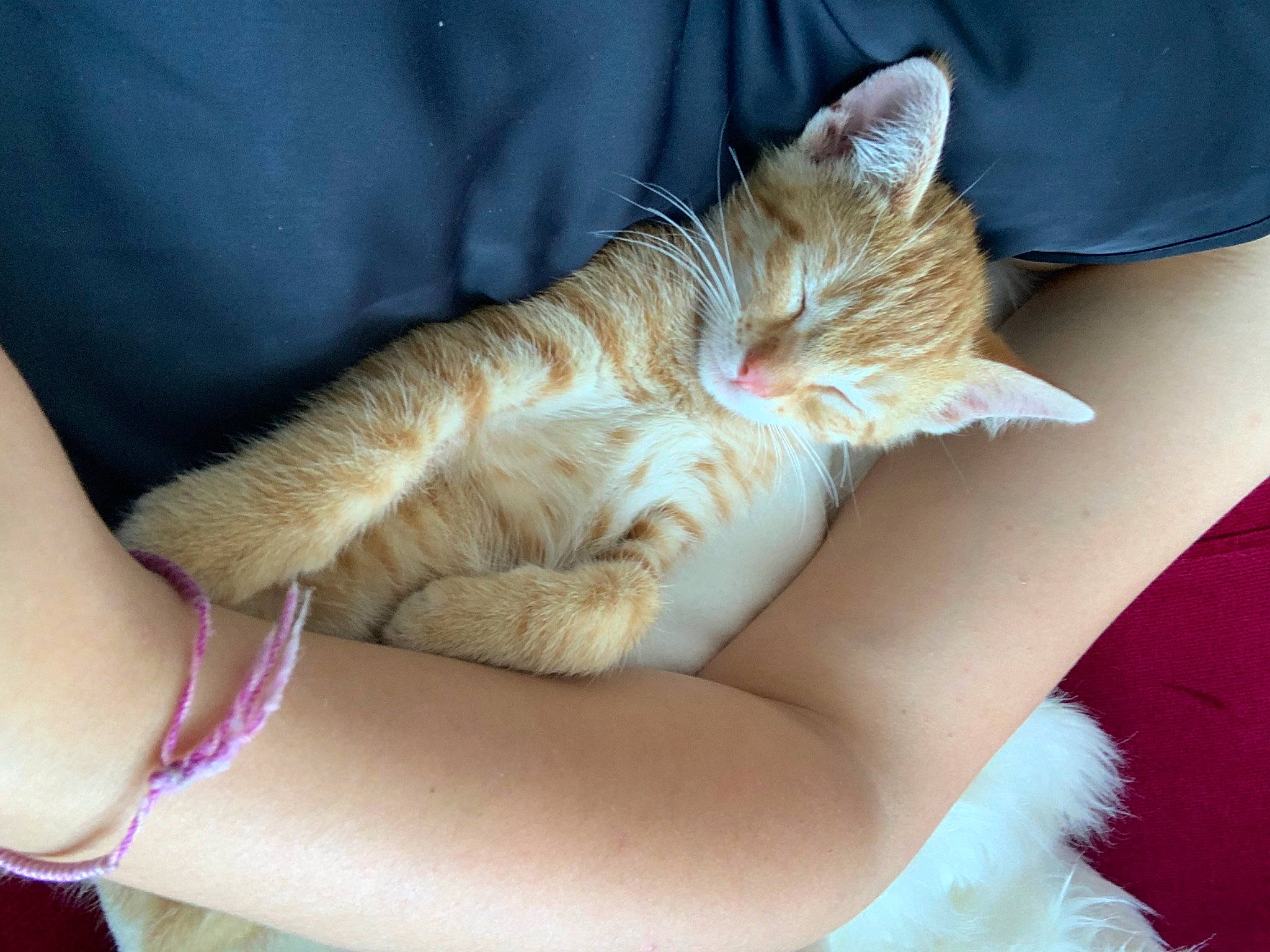 Shakira a rejoint le concours — aidez-le/la à gagner de superbes lots ! carnivore, cat, comfort, elbow, fawn, felidae, finger, foot, gesture, human_leg, knee, lap, leg, nail, small_to_medium_sized_cats, tail, thigh, thumb, whiskers, wrist