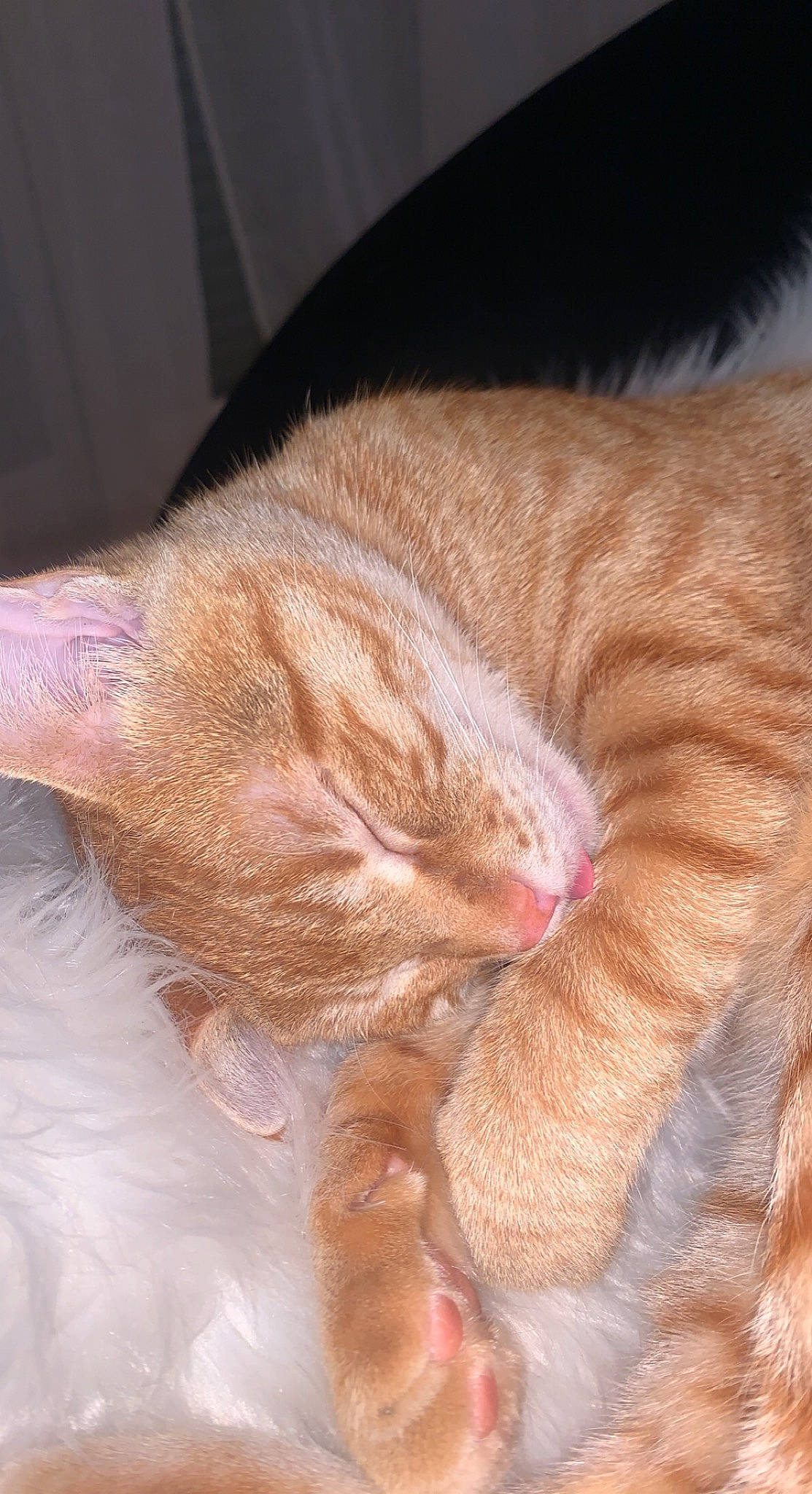 Shakira participe au concours pour gagner de l'argent avec cette photo : carnivore, cat, claw, close_up, comfort, domestic_short_haired_cat, ear, fawn, felidae, foot, fur, human_leg, nap, paw, sleep, small_to_medium_sized_cats, snout, tail, whiskers, wood