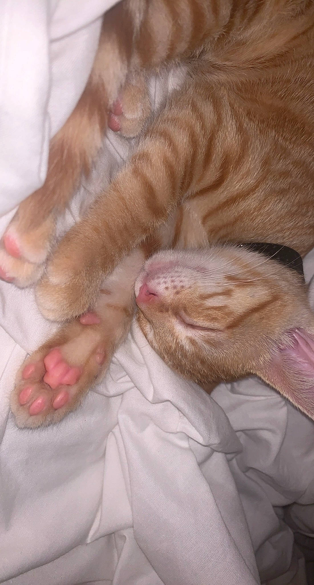 Shakira a rejoint le concours — aidez-le/la à gagner de superbes lots ! carnivore, cat, claw, comfort, companion_dog, fawn, felidae, foot, fur, gesture, human_leg, linens, nail, paw, small_to_medium_sized_cats, snout, tail, toe, whiskers, wrinkle