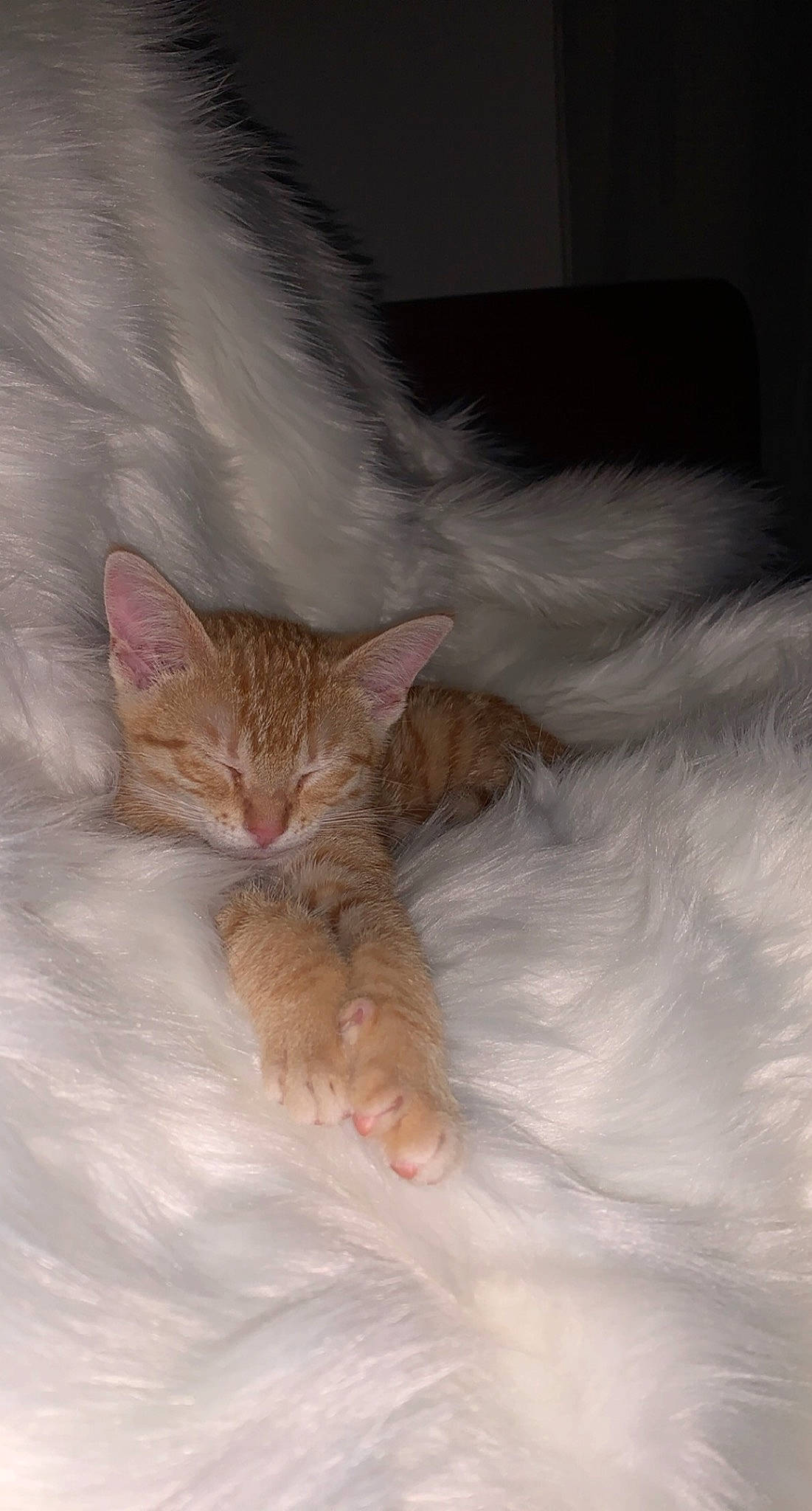 Shakira participe au concours pour gagner de l'argent avec cette photo : bed, carnivore, cat, cat_bed, claw, comfort, domestic_short_haired_cat, fawn, felidae, freezing, fur, linens, nap, paw, small_to_medium_sized_cats, snout, snow, tail, whiskers, winter