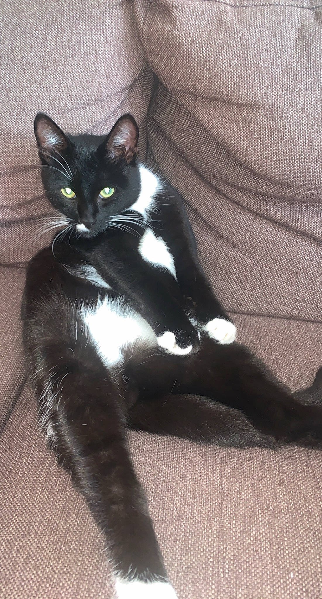 Réglisse participe au concours pour gagner de l'argent avec cette photo : black_cat, carnivore, cat, claw, comfort, domestic_short_haired_cat, felidae, foot, formal_wear, fur, head, human_leg, paw, sitting, small_to_medium_sized_cats, snout, tail, terrestrial_animal, thigh, whiskers