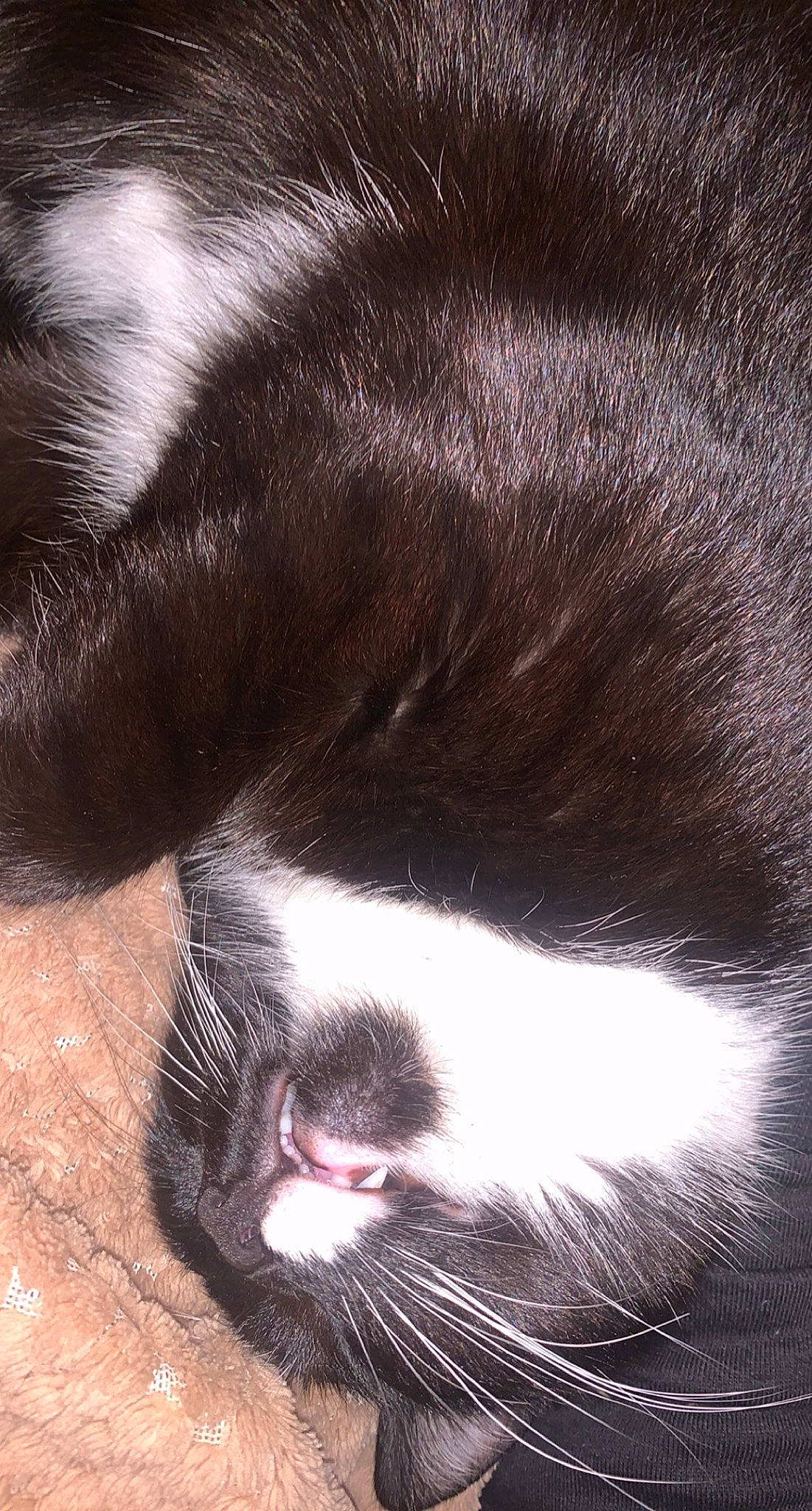 Réglisse a rejoint le concours — aidez-le/la à gagner de superbes lots ! carnivore, cat, close_up, comfort, ear, felidae, fur, nap, nose, paw, sleep, small_to_medium_sized_cats, snout, tail, terrestrial_animal, whiskers