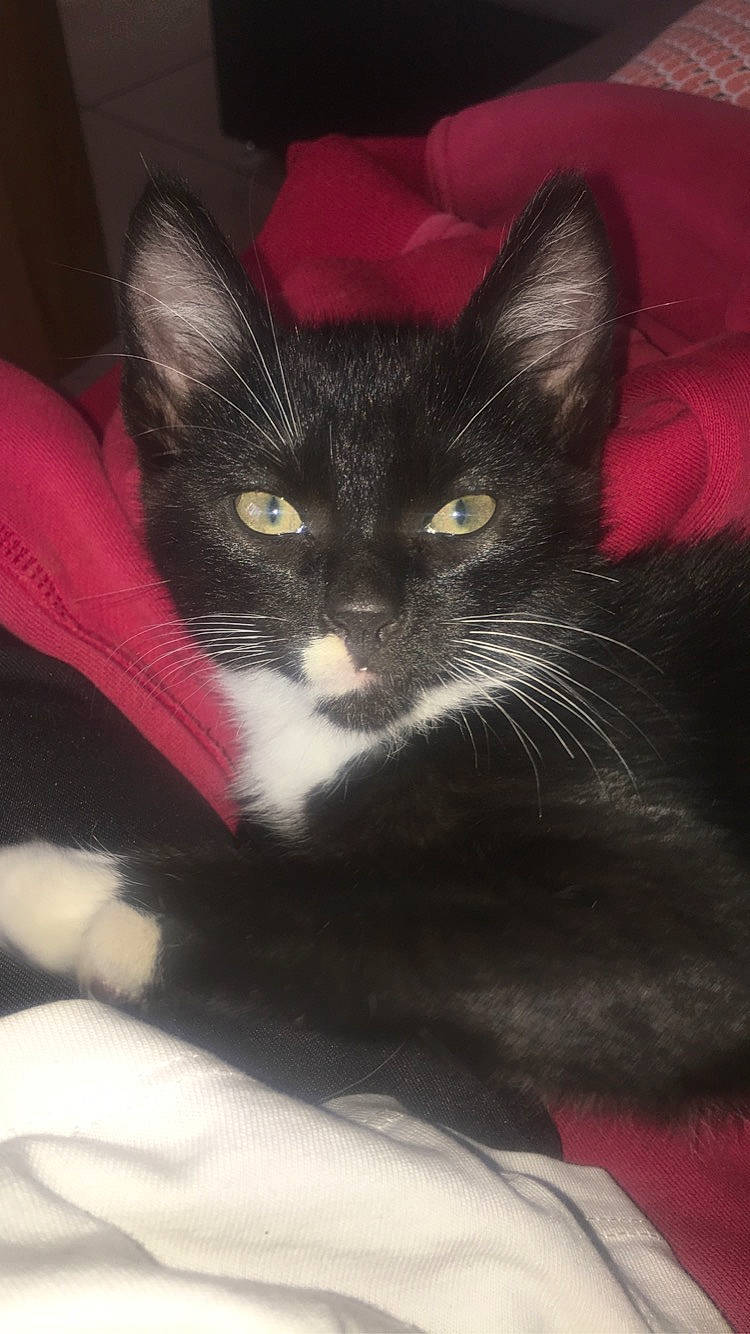 Réglisse a rejoint le concours — aidez-le/la à gagner de superbes lots ! black_cat, carmine, carnivore, cat, claw, comfort, domestic_short_haired_cat, felidae, fur, paw, small_to_medium_sized_cats, snout, tail, whiskers