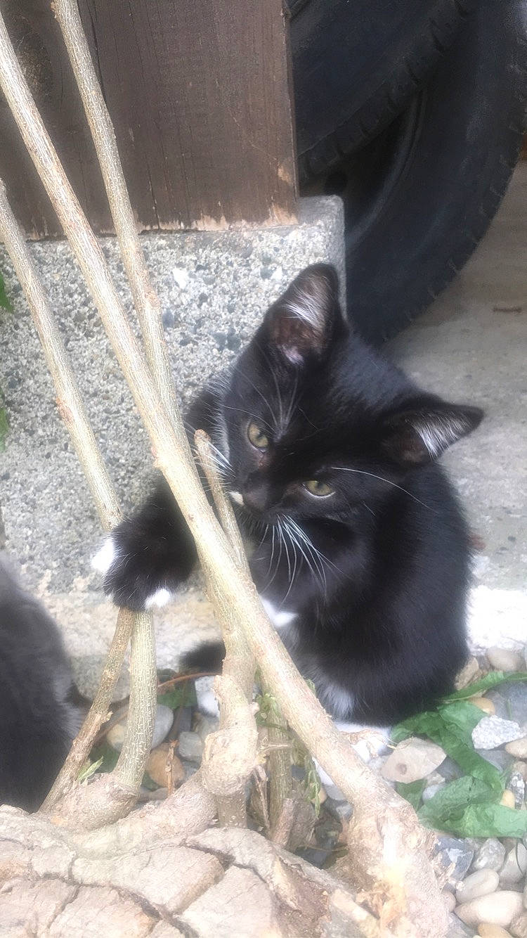 Réglisse participe au concours pour gagner de l'argent avec cette photo : automotive_tire, black_cat, carnivore, cat, domestic_short_haired_cat, felidae, fender, fur, grass, organism, plant, small_to_medium_sized_cats, snout, synthetic_rubber, tail, terrestrial_animal, tire, tree, twig, whiskers