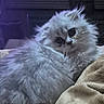 Faith joined the competition — help win amazing prizes! cat, fluffy, gray, silver, pet, animal, feline, whiskers, fur, cute, indoors, blanket, resting, portrait, closeup, soft_lighting, cozy, big_eyes, curious, relaxed