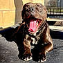 dog, yawning, outdoor, sunlight, pet_bed, black_dog, tongue, happy, relaxing, canine, paw, fence, shadow, concrete, sunny, animal, closeup, daylight, tongue_out, resting