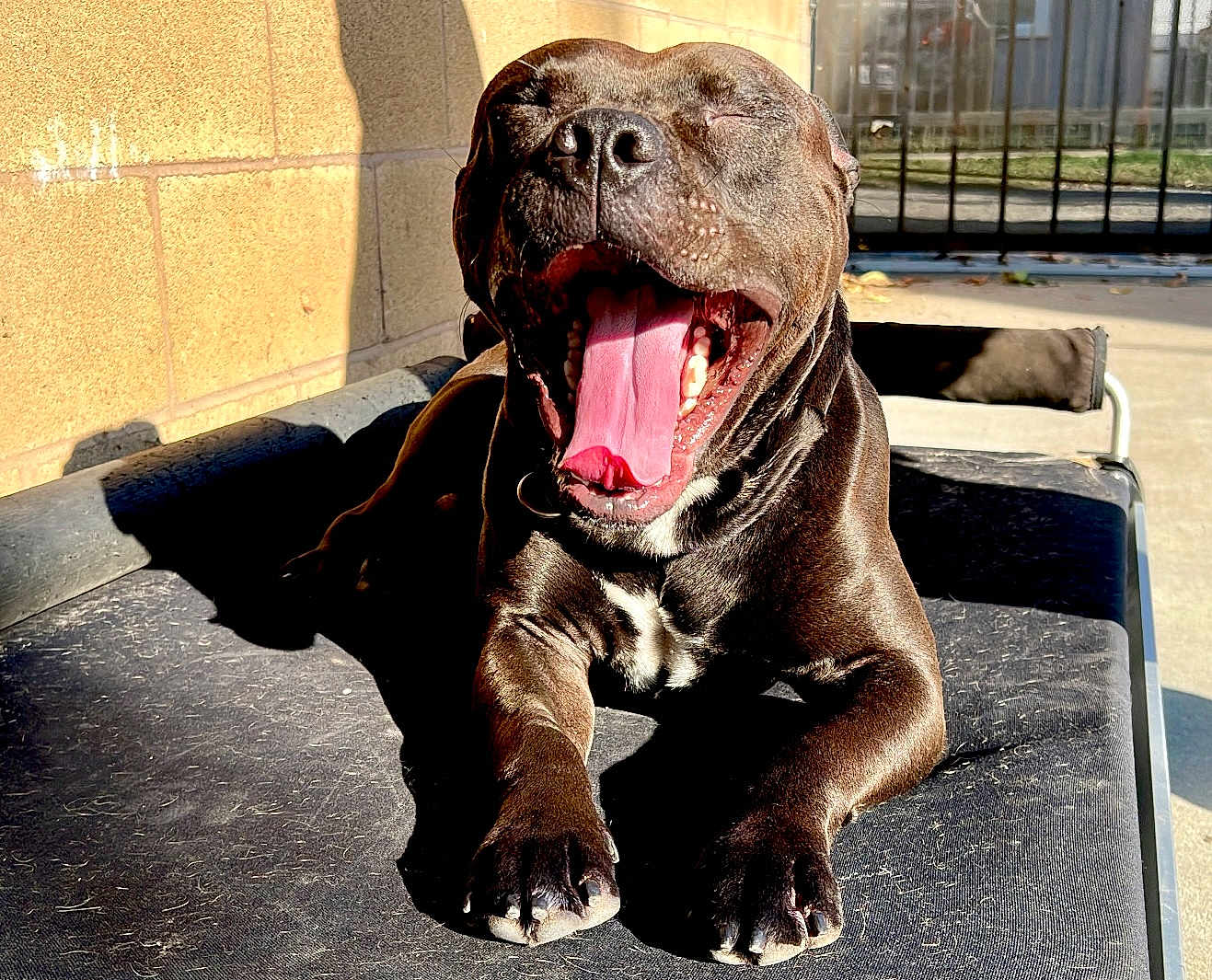 Aks is registered to the contest to win money with this photo: dog, yawning, outdoor, sunlight, pet_bed, black_dog, tongue, happy, relaxing, canine, paw, fence, shadow, concrete, sunny, animal, closeup, daylight, tongue_out, resting