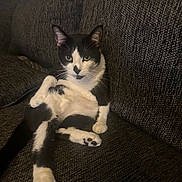 Tuxie is registered to the contest to win money with this photo: cat, black_and_white, pet, animal, feline, indoor, couch, furniture, relaxed, sitting, paw, whiskers, ears, eyes, fur, domestic_animal, cute, looking_at_camera, resting, cozy