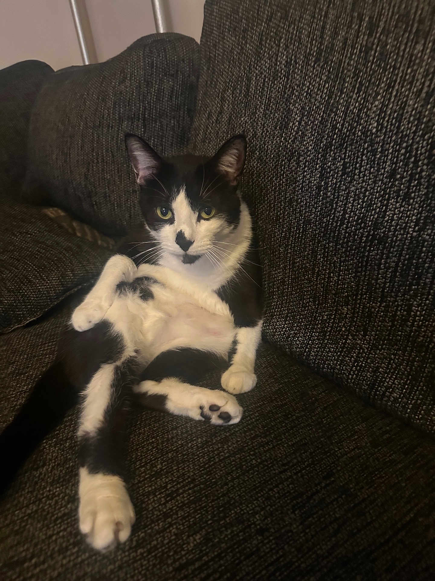 Tuxie