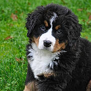Lucirummqxfjrc joined the competition — help win amazing prizes! puppy, bernese_mountain_dog, dog, grass, outdoor, animal, cute, fluffy, pet, young, tri_color, fur, nature, sitting, portrait, eyes, adorable, mammal, canine, greenery