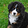 puppy, bernese_mountain_dog, dog, grass, outdoor, animal, cute, fluffy, pet, young, tri_color, fur, nature, sitting, portrait, eyes, adorable, mammal, canine, greenery