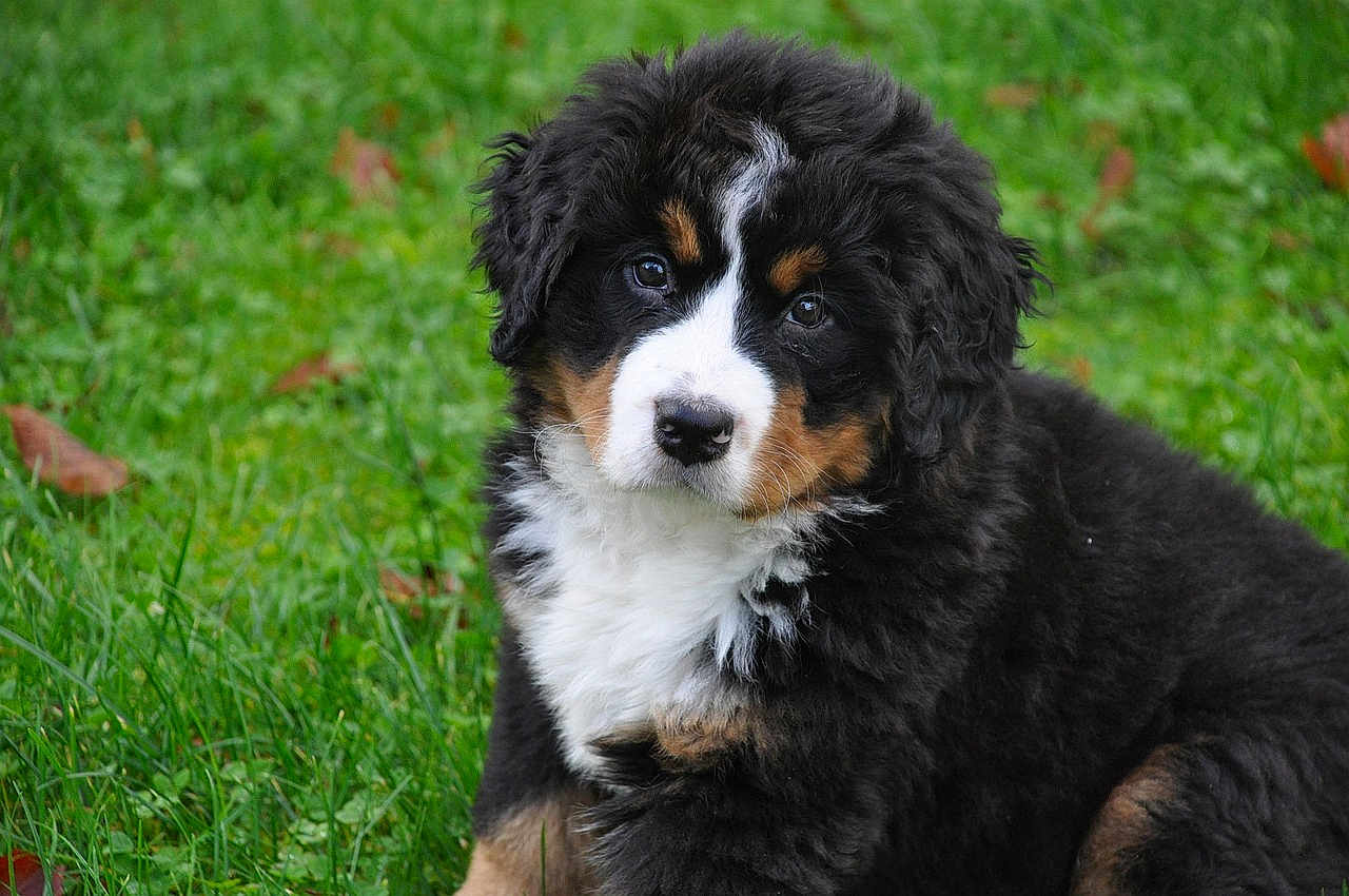 Lucirummqxfjrc joined the competition — help win amazing prizes! puppy, bernese_mountain_dog, dog, grass, outdoor, animal, cute, fluffy, pet, young, tri_color, fur, nature, sitting, portrait, eyes, adorable, mammal, canine, greenery