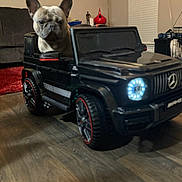 Niko joined the competition — help win amazing prizes! dog, french_bulldog, toy_car, indoor, living_room, floor, headlights, sofa, painting, lamp, window, blinds, decor, red_rug, furniture, pet, animal, black_car, wood_floor, small_vehicle