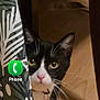 cat, black_and_white, curtain, floor, collar, bell, pet, indoor, wooden_floor, peeking, whiskers, ears, eyes, home, animal, feline, curious, close_up, mobile_screen, app_icons