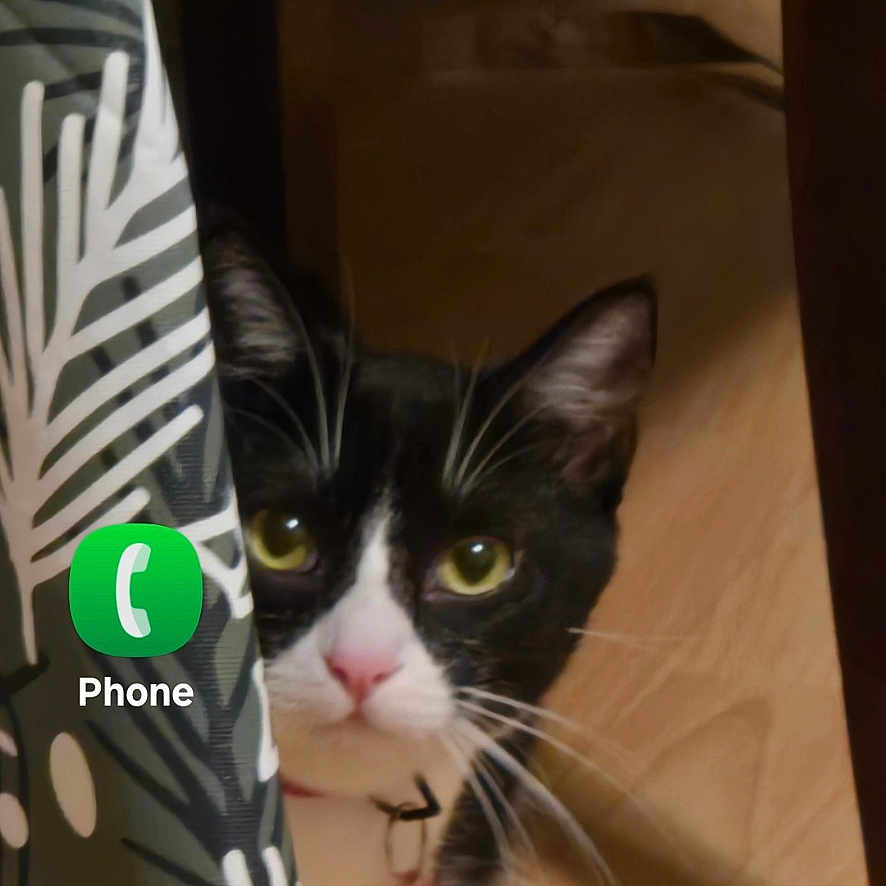 Lilly is registered to the contest to win money with this photo: animal, app_icons, bell, black_and_white, cat, close_up, collar, curious, curtain, ears, eyes, feline, floor, home, indoor, mobile_screen, peeking, pet, whiskers, wooden_floor