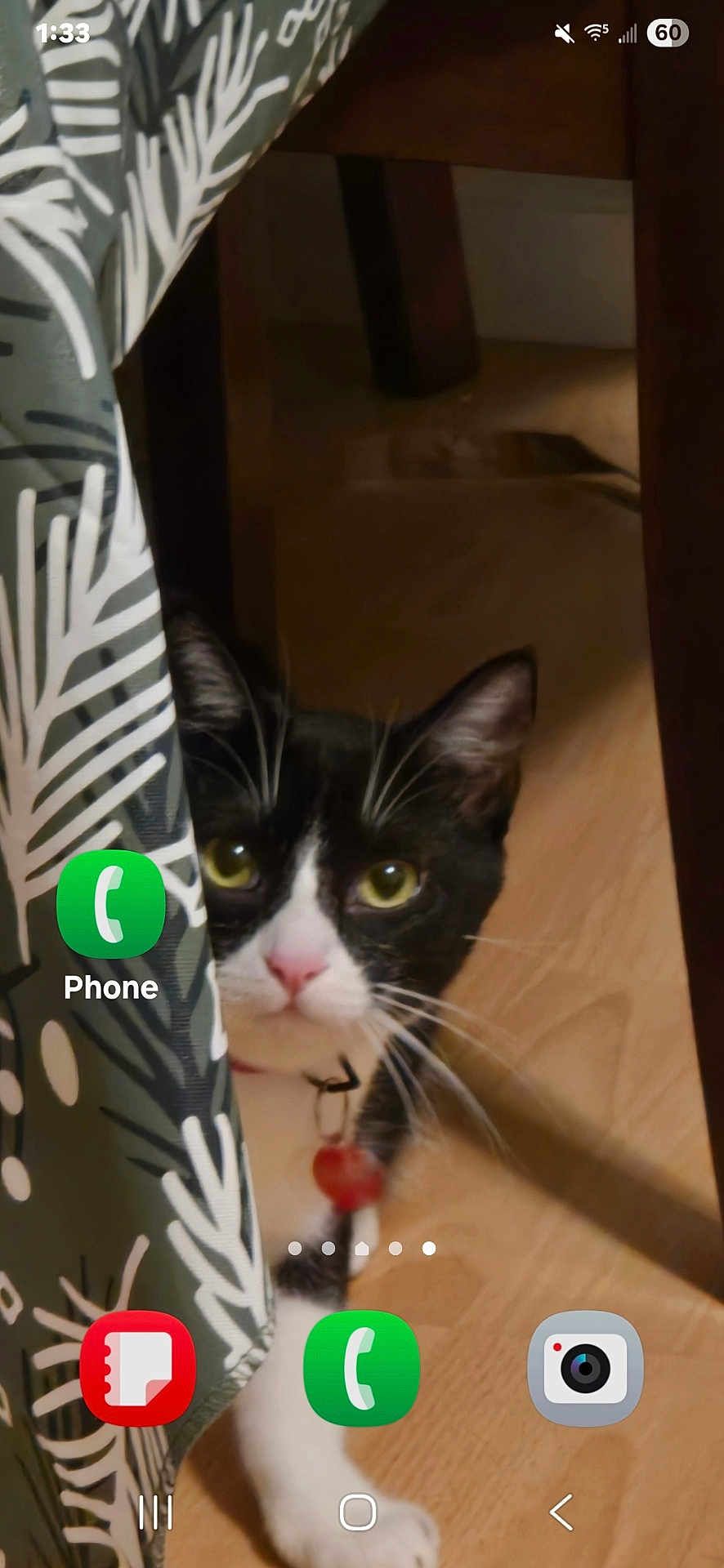 Lilly is registered to the contest to win money with this photo: cat, black_and_white, curtain, floor, collar, bell, pet, indoor, wooden_floor, peeking, whiskers, ears, eyes, home, animal, feline, curious, close_up, mobile_screen, app_icons