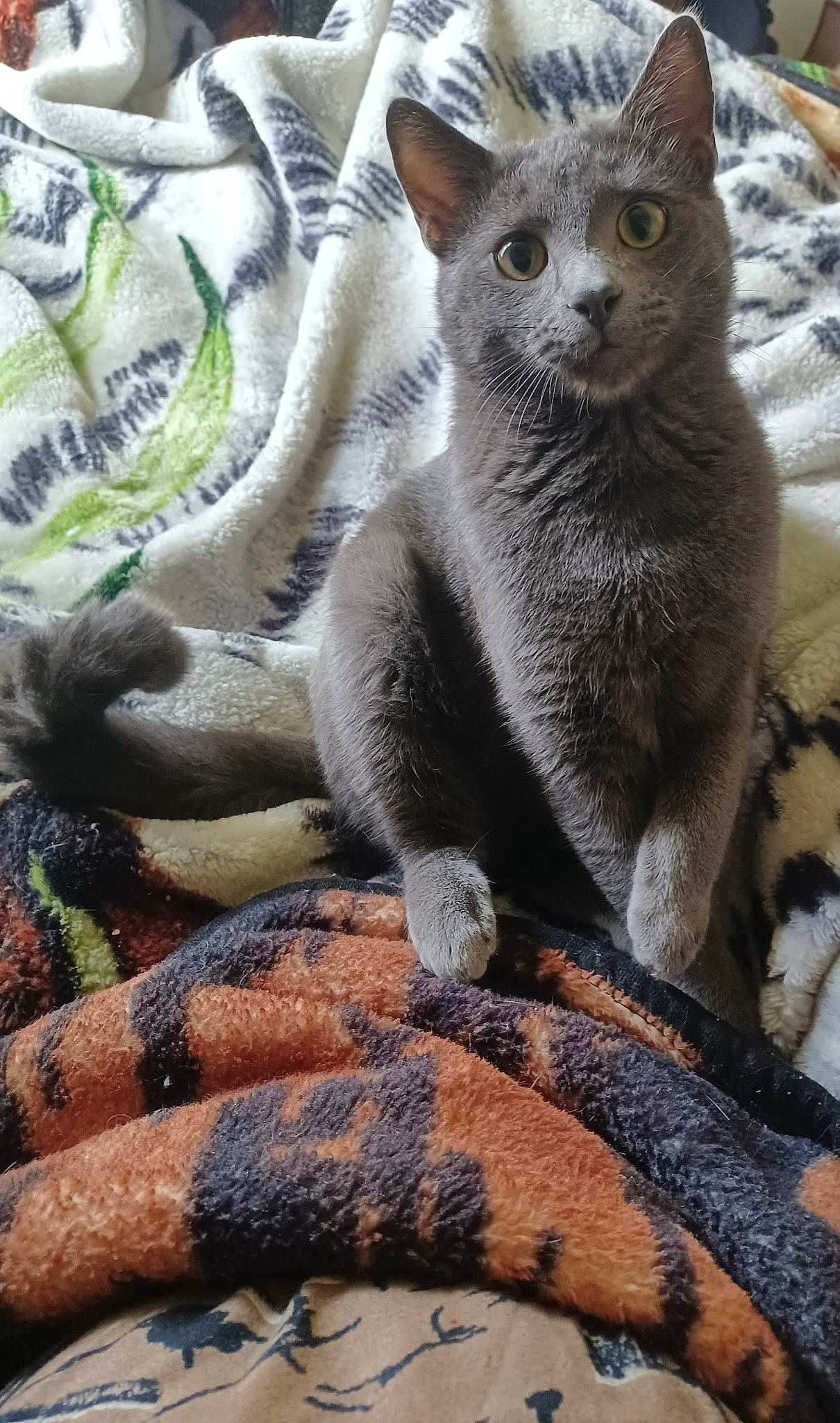 Smokey joined the competition — help win amazing prizes! carnivore, cat, claw, close_up, domestic_short_haired_cat, felidae, fur, grey, russian_blue, small_to_medium_sized_cats, snout, terrestrial_animal, whiskers, wildlife