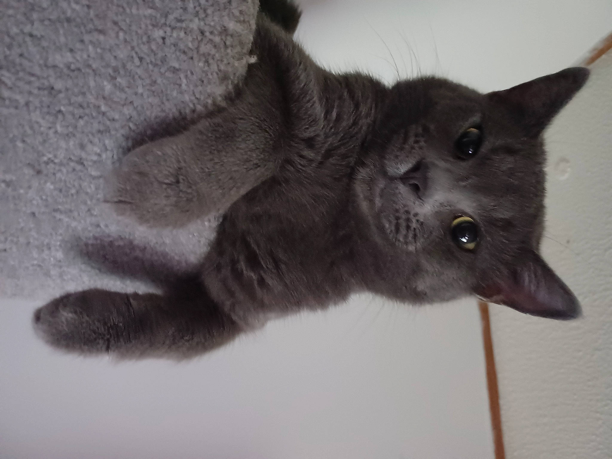 Smokey joined the competition — help win amazing prizes! black_cat, carnivore, cat, claw, domestic_short_haired_cat, felidae, fur, grey, monochrome_photography, paw, russian_blue, small_to_medium_sized_cats, snout, tail, terrestrial_animal, whiskers