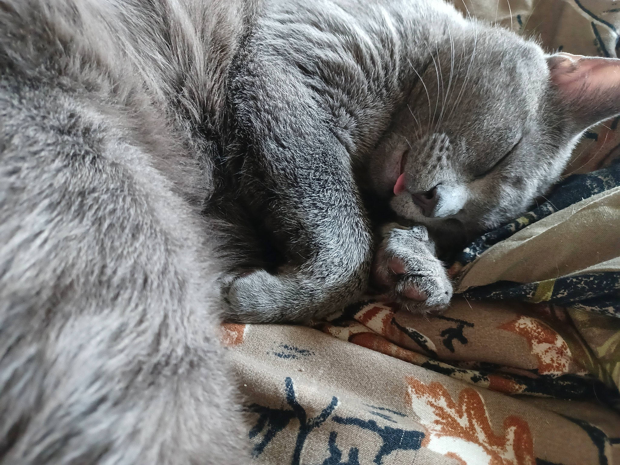Smokey is registered to the contest to win money with this photo: carnivore, cat, claw, close_up, comfort, domestic_short_haired_cat, felidae, fur, grey, nap, paw, small_to_medium_sized_cats, tail, whiskers