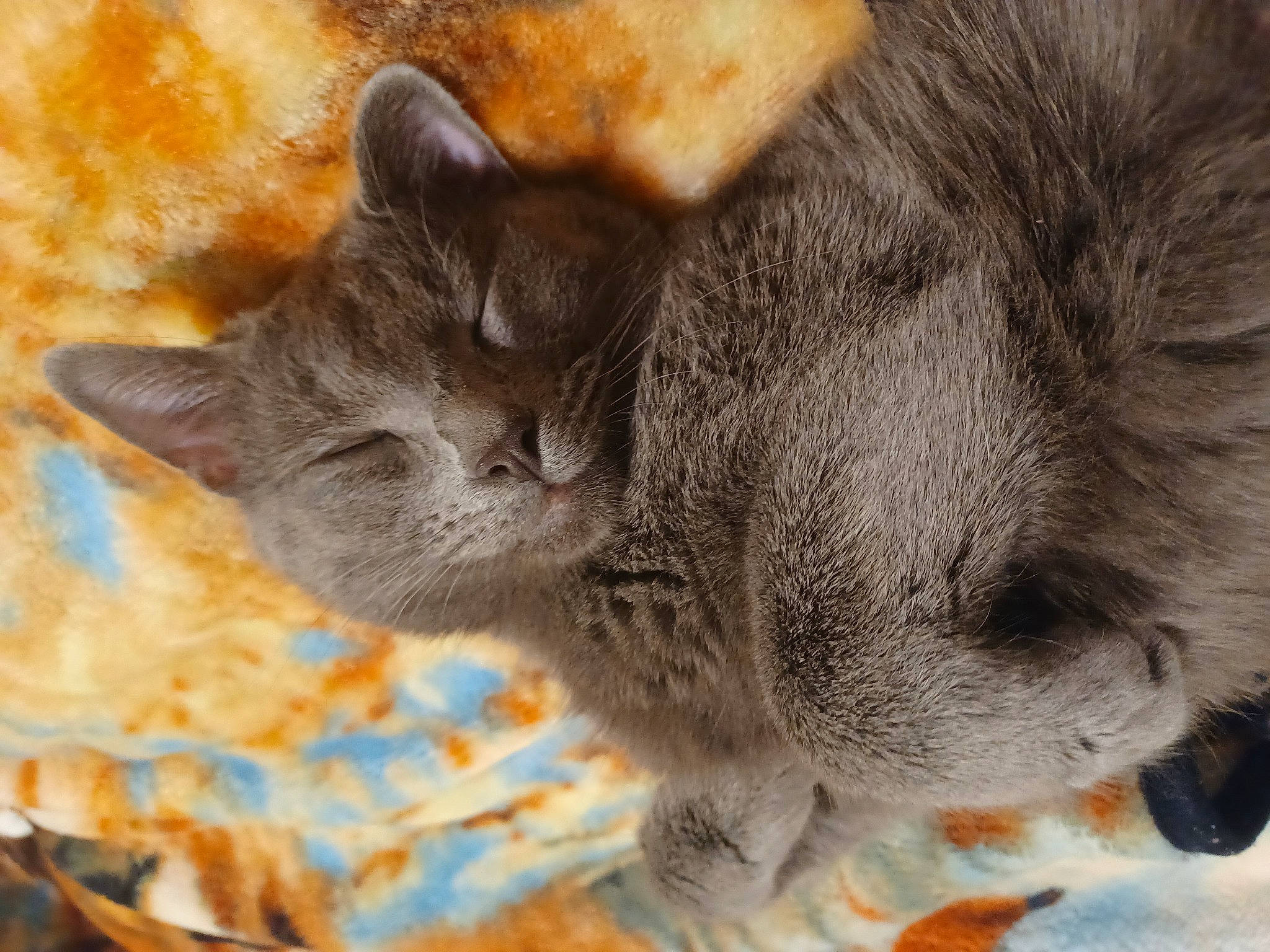 Smokey joined the competition — help win amazing prizes! carnivore, cat, claw, close_up, comfort, domestic_short_haired_cat, felidae, fur, grey, nap, organism, paw, plant, russian_blue, small_to_medium_sized_cats, snout, tail, terrestrial_animal, tree, whiskers